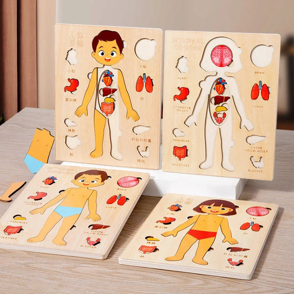 Quebra - Cabeça Montessori do Corpo Humano – Brinquedo Educativo de Anatomia - Outlet do Cazé